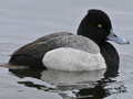 Lesser Scaup